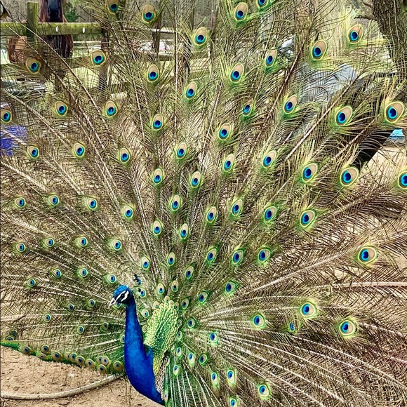 Meet your Posher, Sandi - Picture 12 of 16